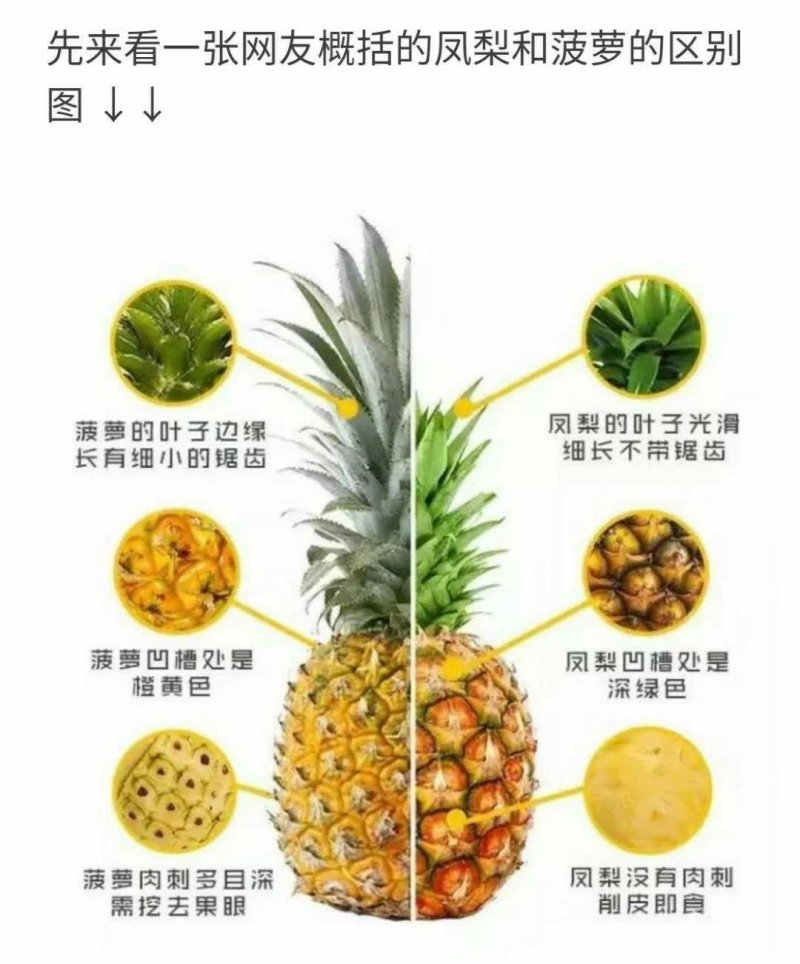 台农23凤梨苗凤梨苗地菠萝苗22号金砖16号