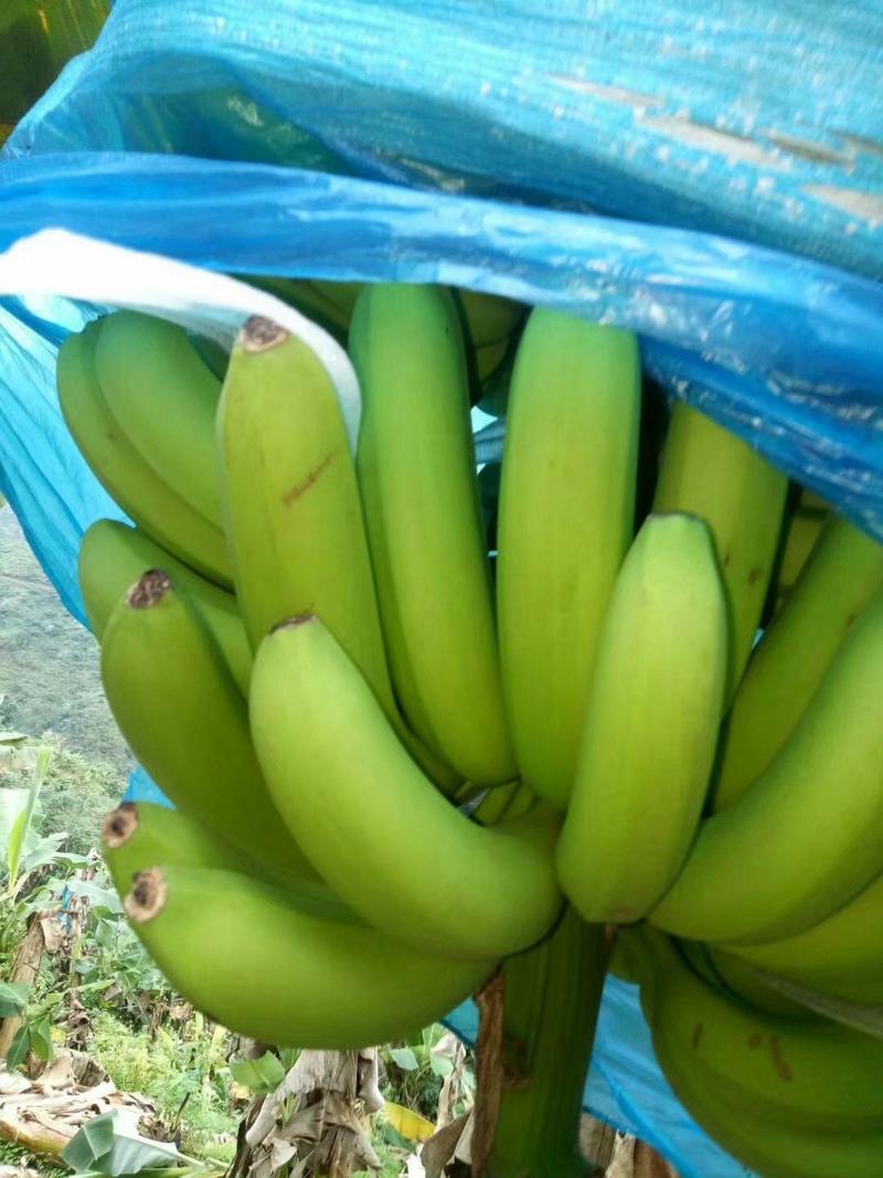 香蕉苗广西香蕉苗中蕉9号包邮粉蕉苗红香蕉苗