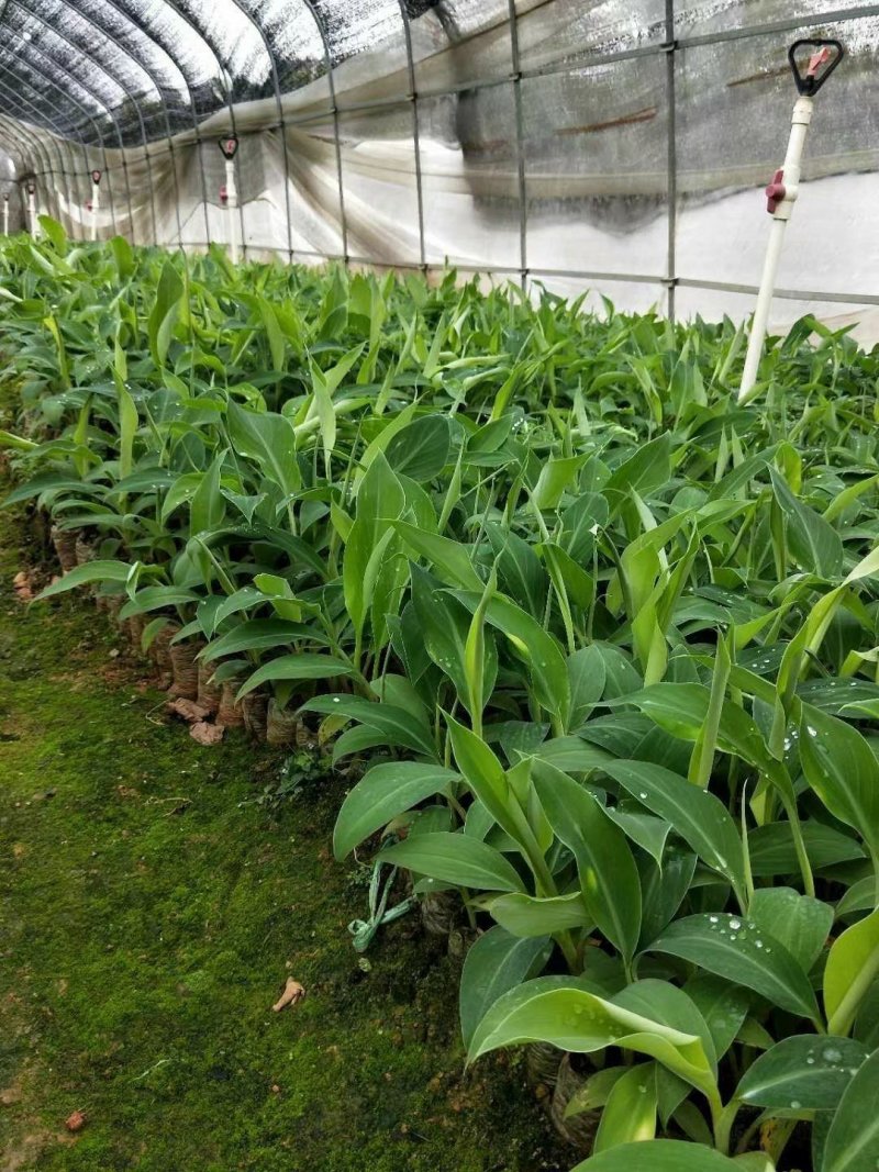 香蕉苗广西香蕉苗中蕉9号包邮粉蕉苗红香蕉苗
