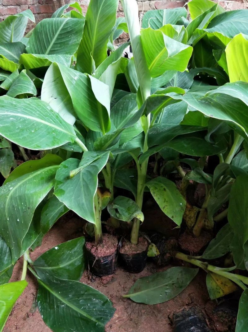 香蕉苗广西香蕉苗中蕉9号包邮粉蕉苗红香蕉苗
