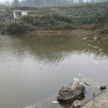 水库大量出售野生花白鲢，草鱼，鲤鱼，鲫鱼