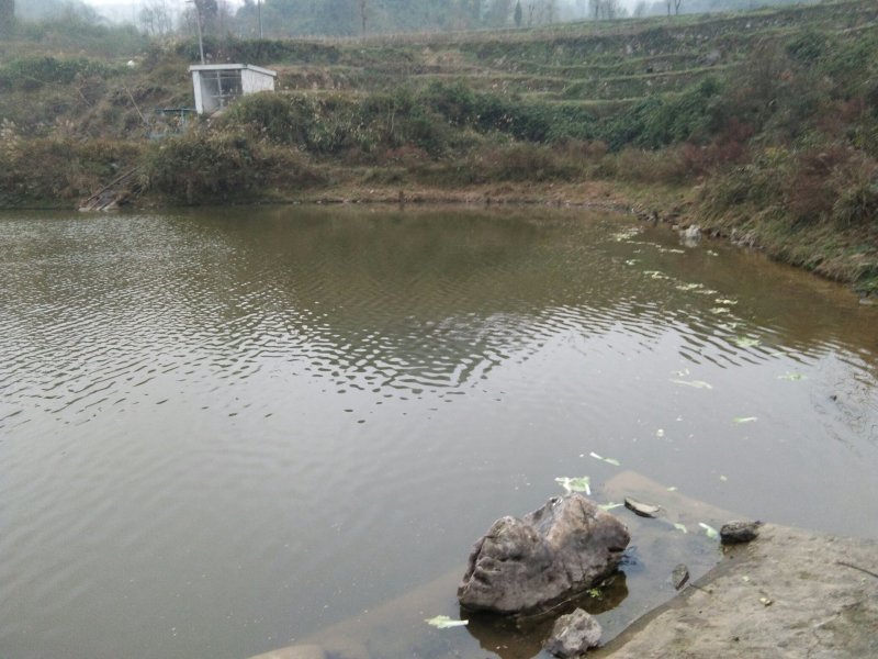 水库大量出售野生花白鲢，草鱼，鲤鱼，鲫鱼