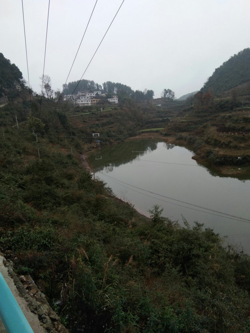 水库大量出售野生花白鲢，草鱼，鲤鱼，鲫鱼