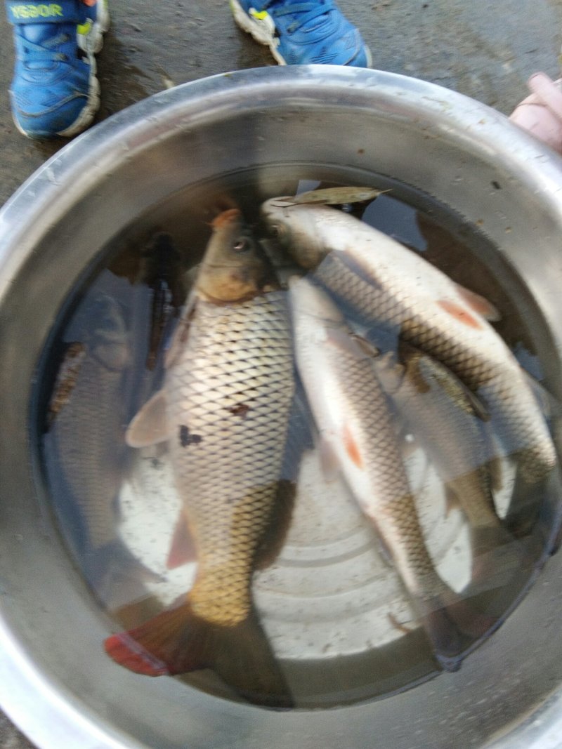 水库大量出售野生花白鲢，草鱼，鲤鱼，鲫鱼