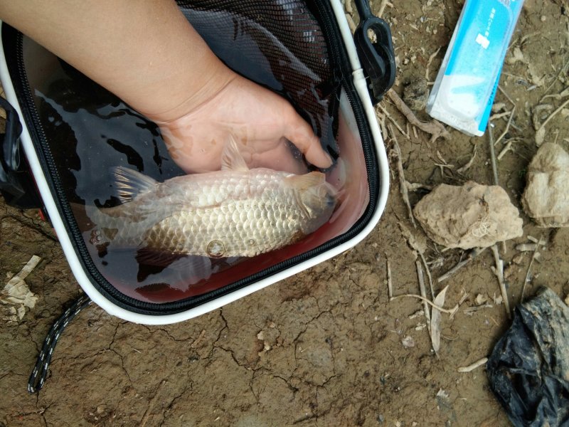 水库大量出售野生花白鲢，草鱼，鲤鱼，鲫鱼