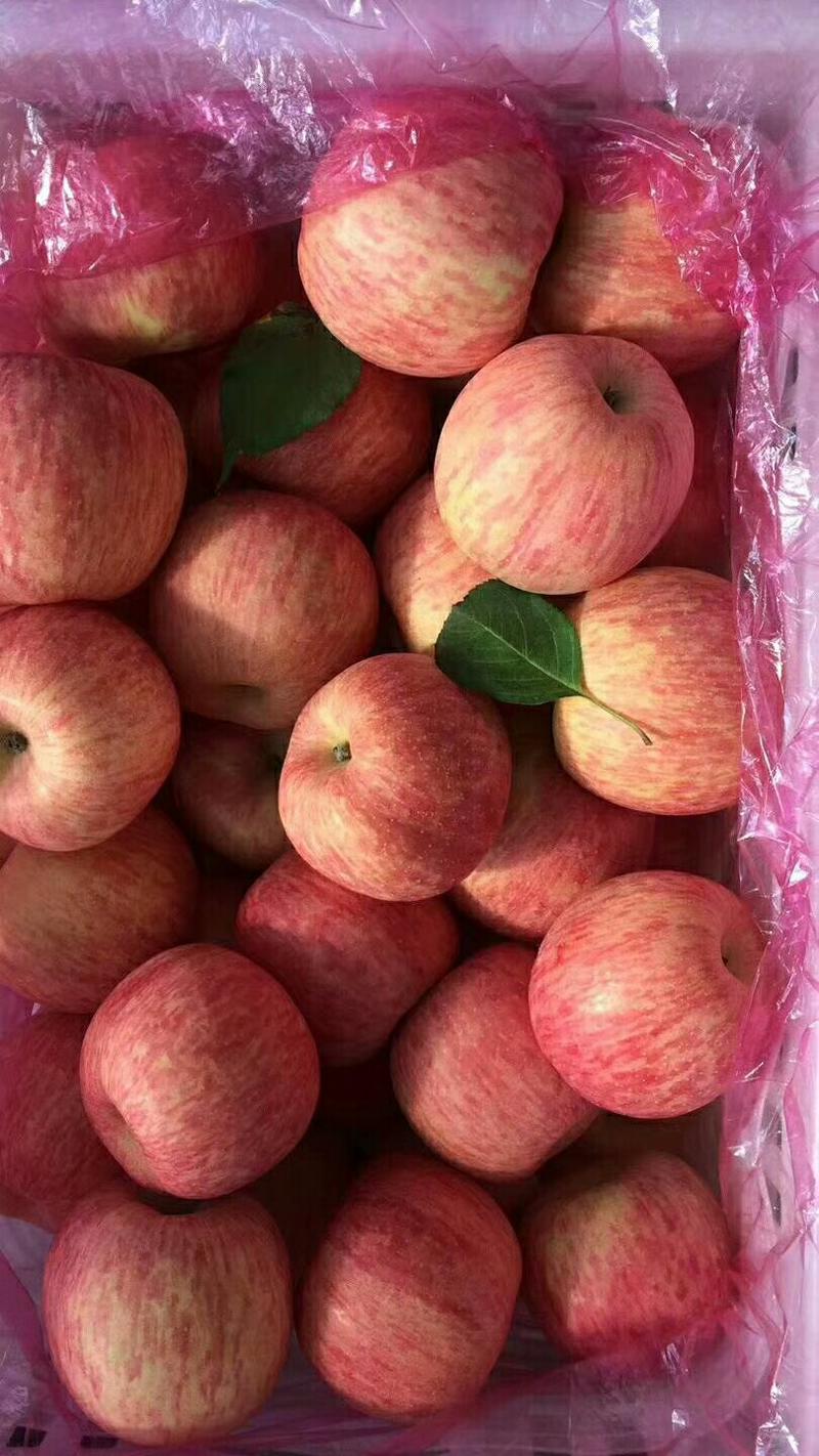 山东红富士苹果产地直销常年供应新鲜上市全国发货