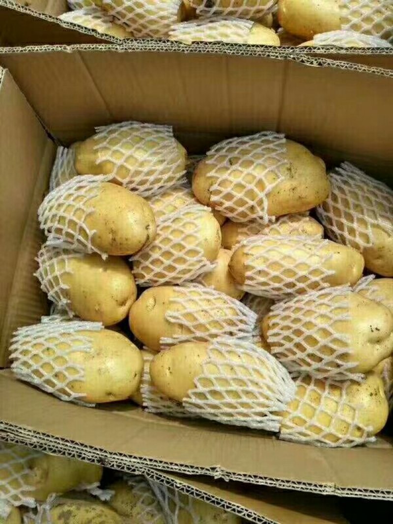 荷兰十五土豆大量现货供应黄皮黄心质货源充足价格便宜