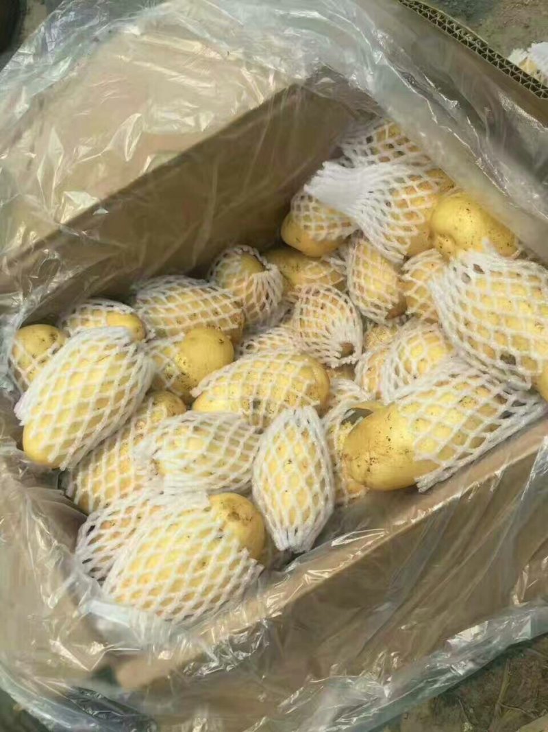 荷兰十五土豆大量现货供应黄皮黄心质货源充足价格便宜