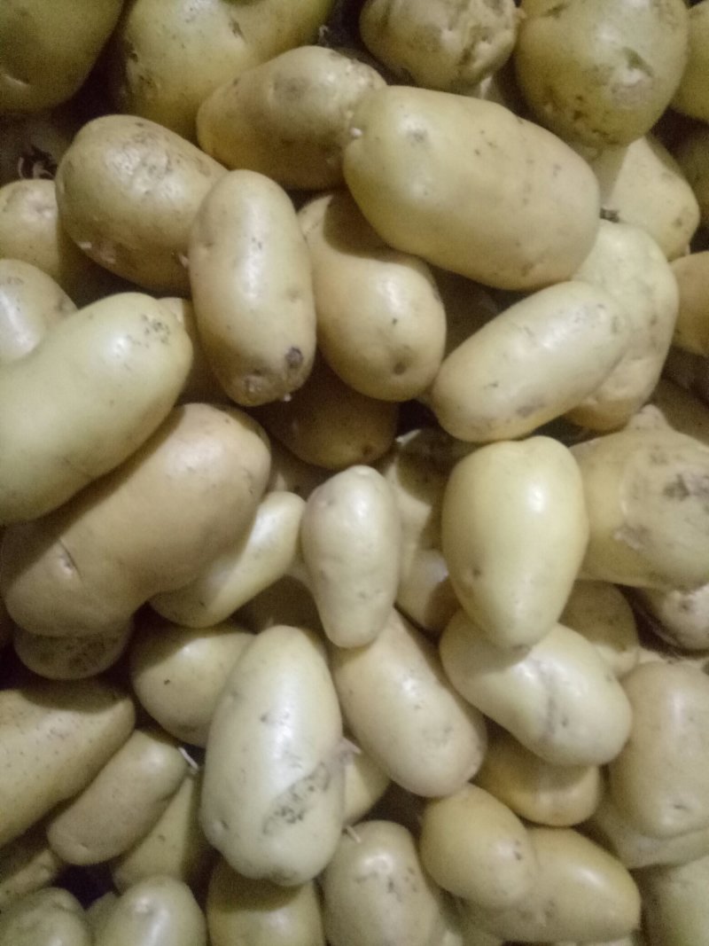 荷兰十五土豆大量现货供应黄皮黄心质货源充足价格便宜