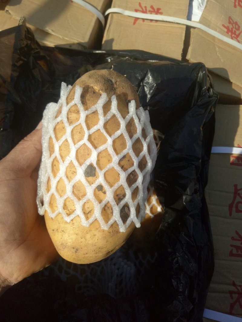 荷兰十五土豆大量现货供应黄皮黄心质货源充足价格便宜
