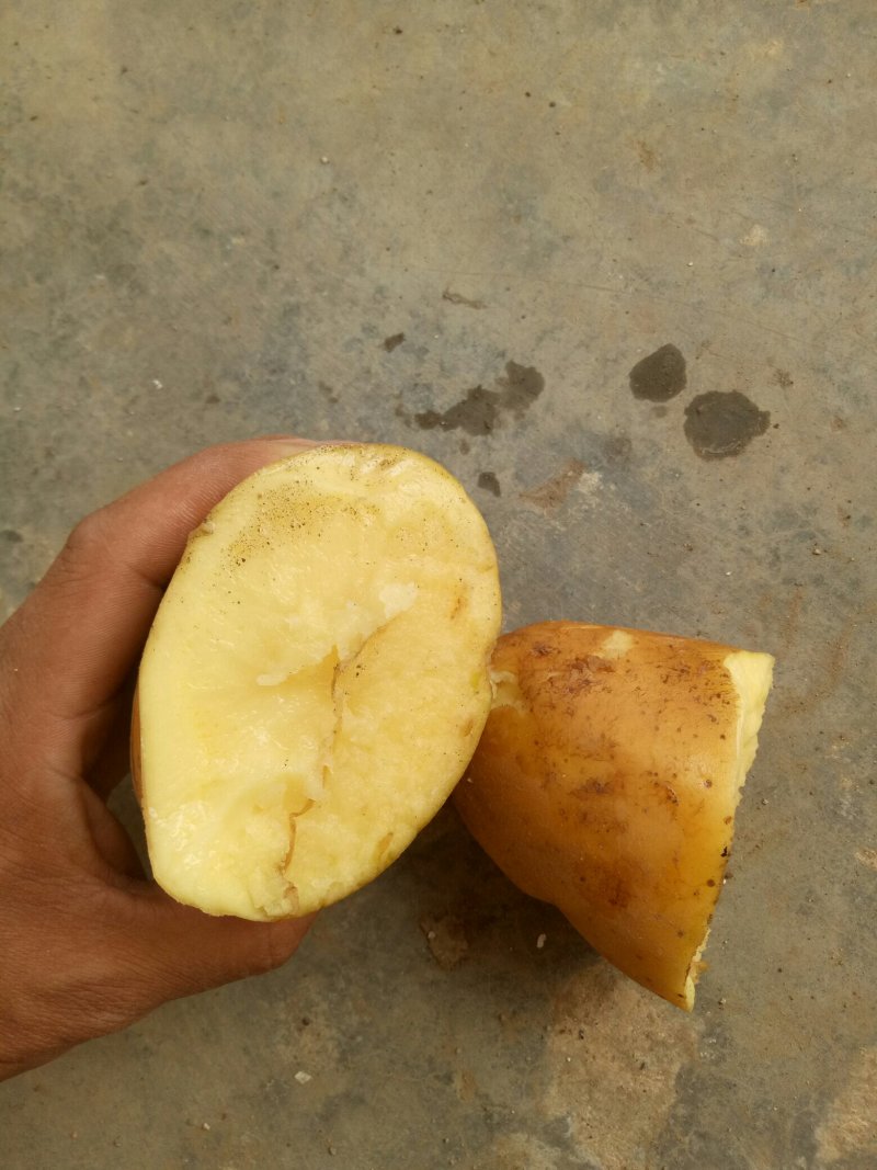 荷兰十五土豆大量现货供应黄皮黄心质货源充足价格便宜