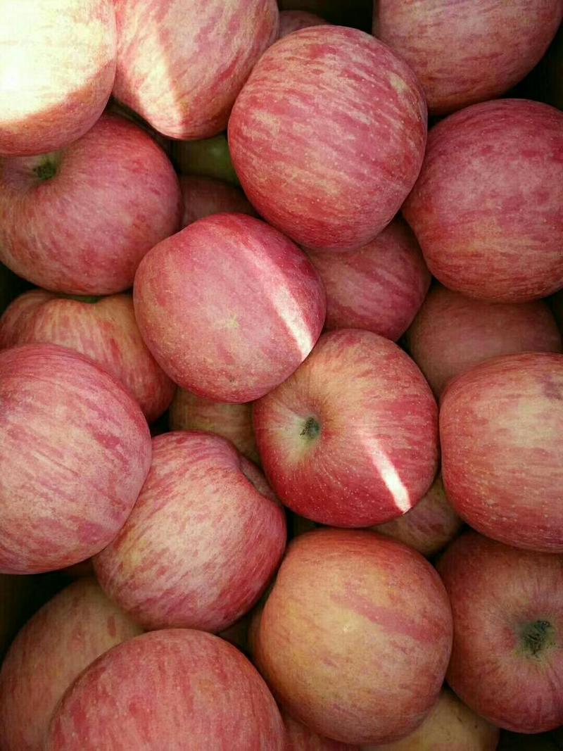 红富士苹果大量上市产地一手常年供应货源充足全国发货