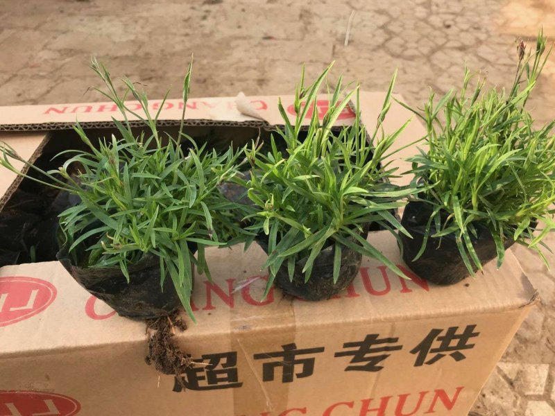 欧石竹营养钵苗大量出货，需要的联系我！！！