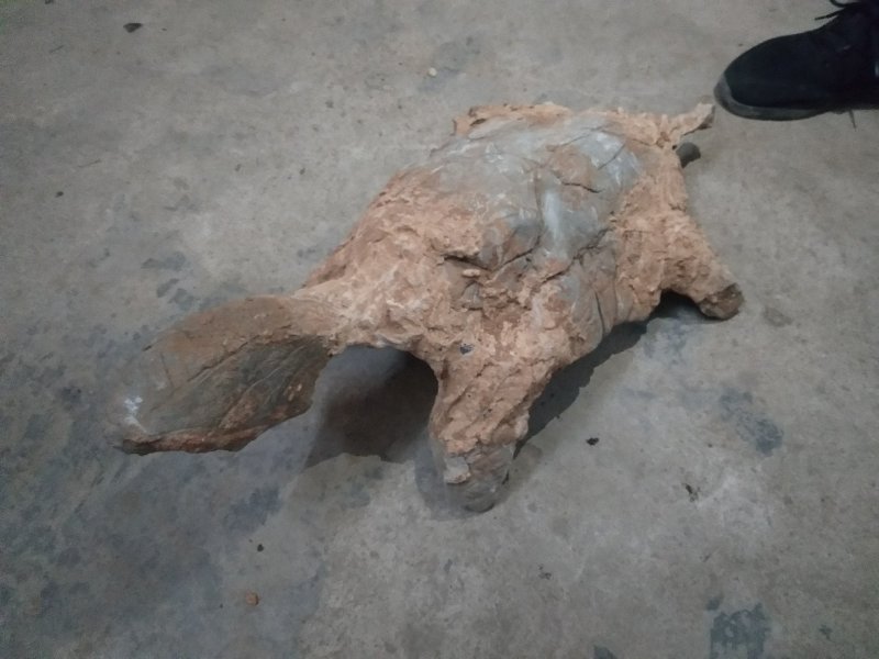 欧石竹营养钵苗大量出货，需要的联系我！！！