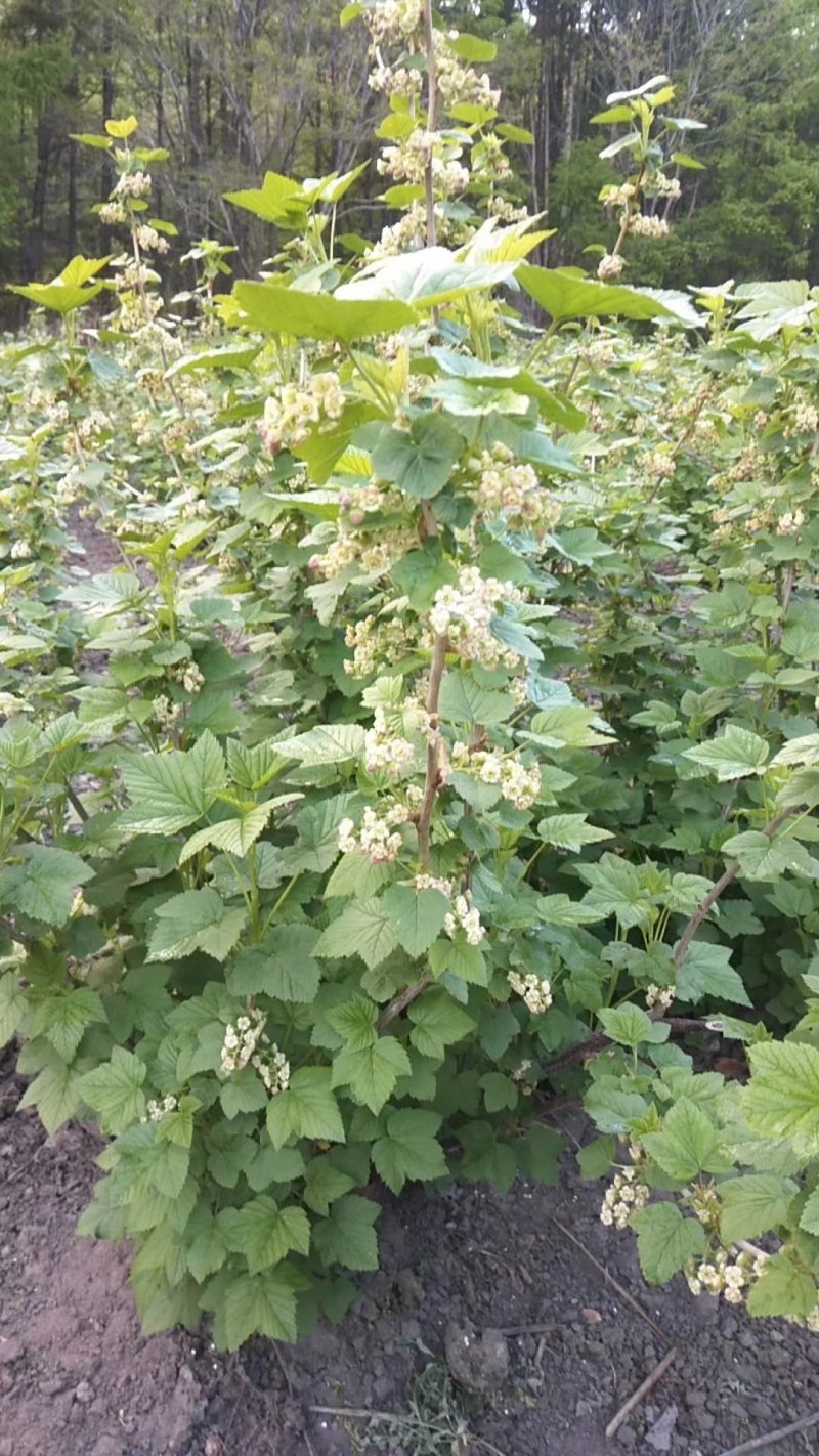 黑加仑苗，黑加伦，大果黑加伦树苗