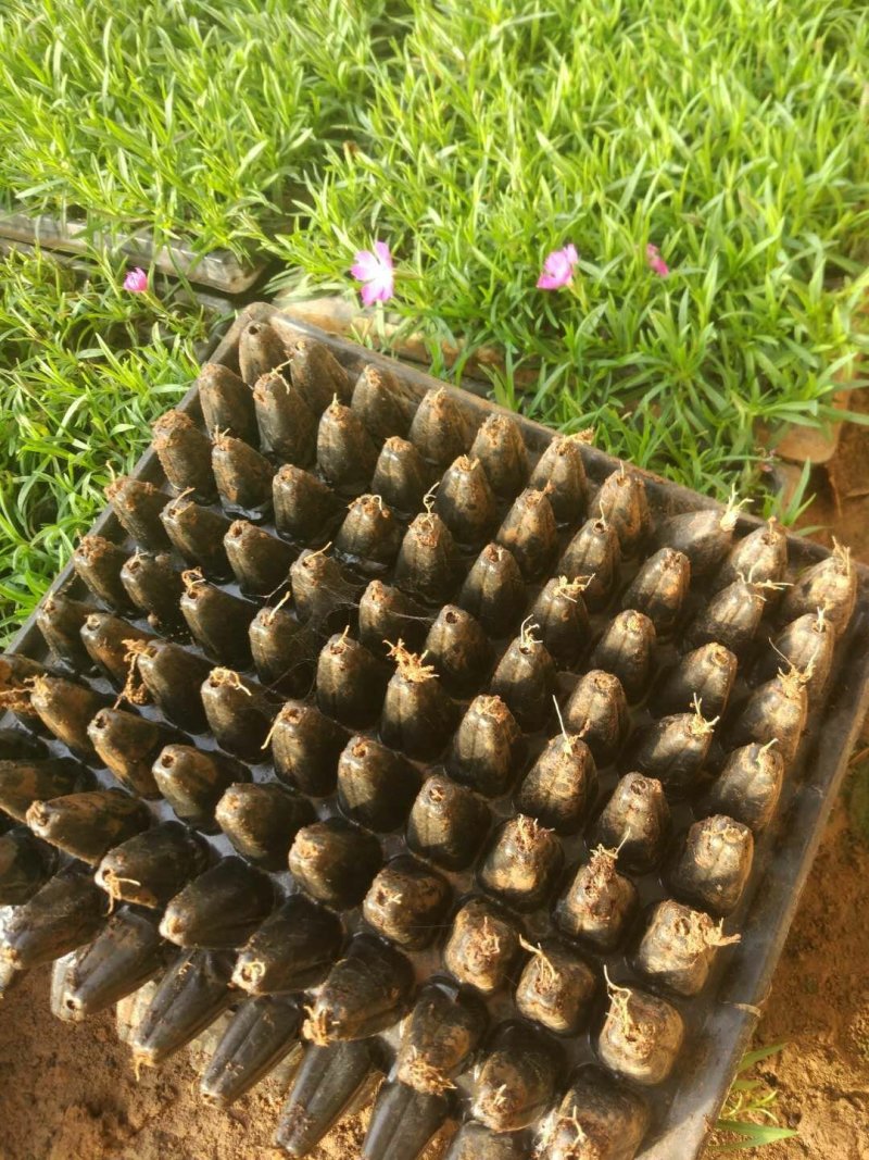 欧石竹穴盘苗