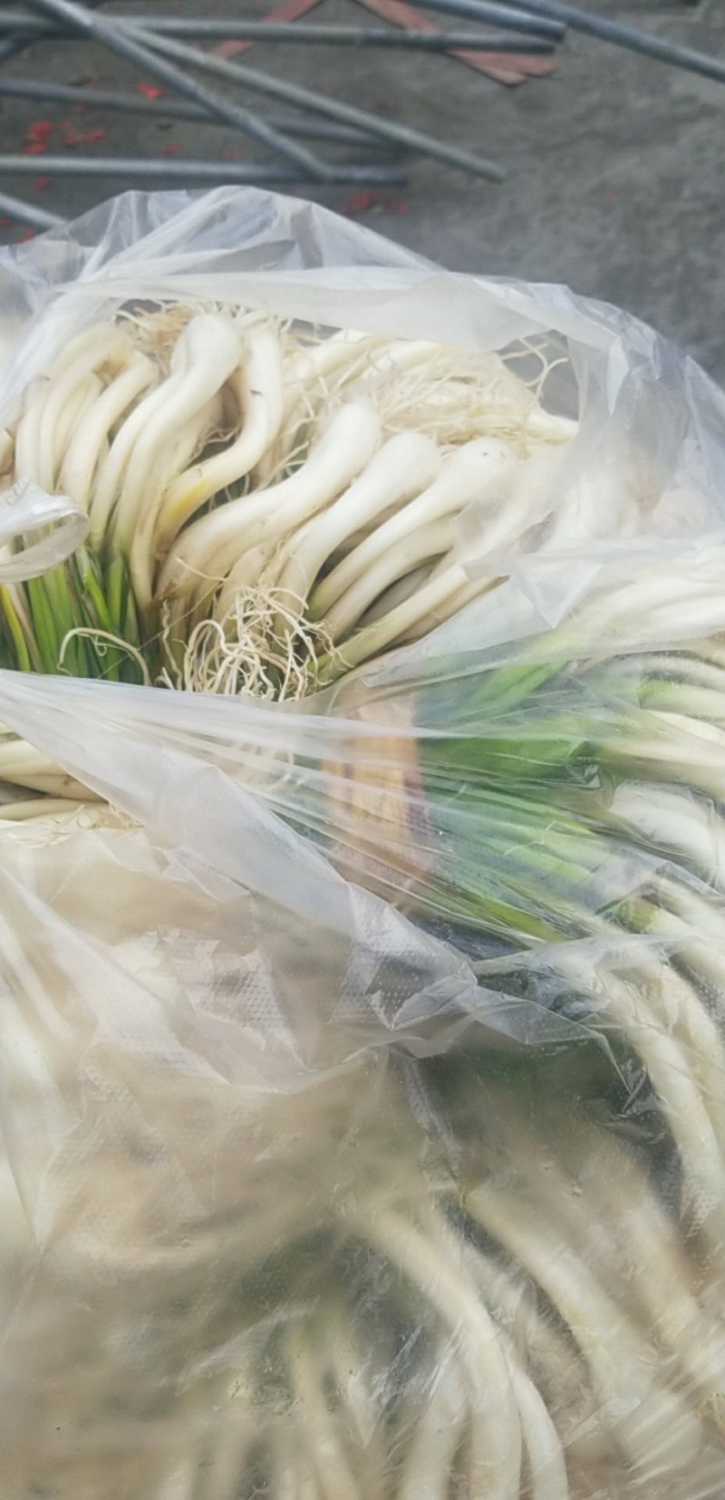 荞头
