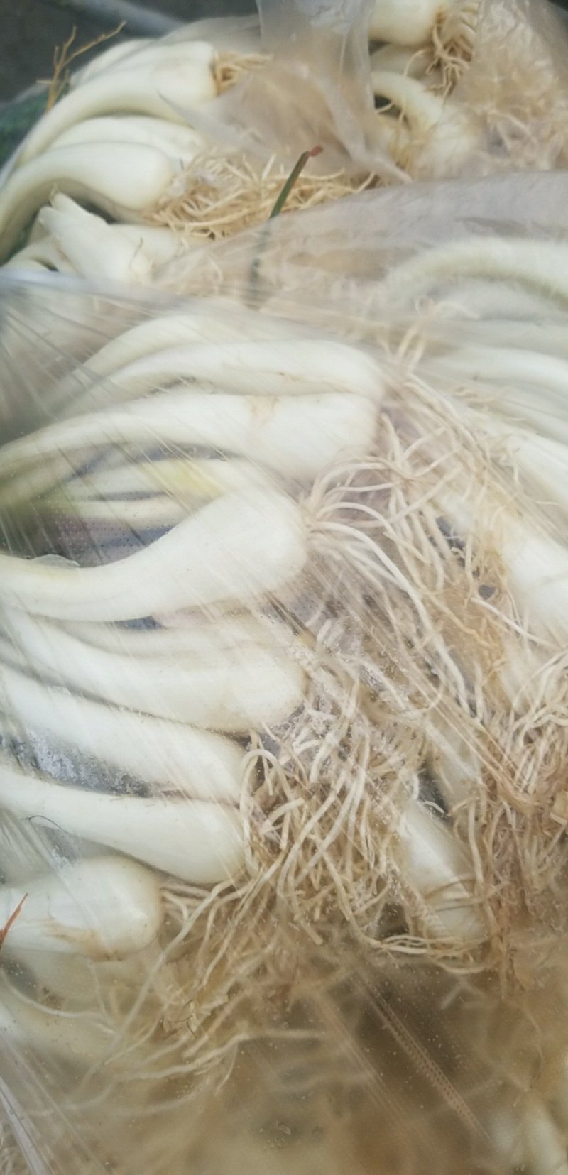 荞头