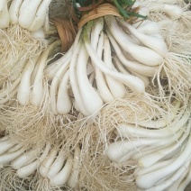 荞头