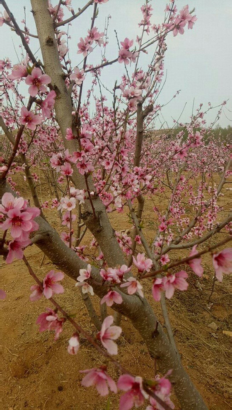 十公分桃树300颗，梨200颗