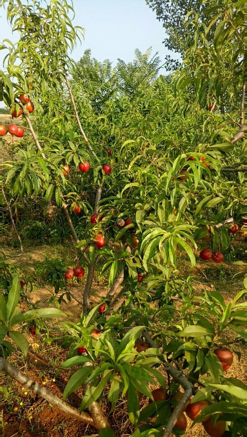 十公分桃树300颗，梨200颗