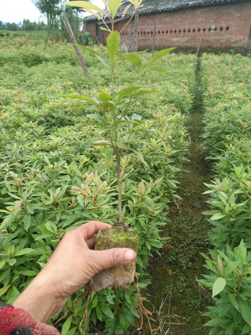 金丝楠木苗，保证一手货源自产自销支持视频验货