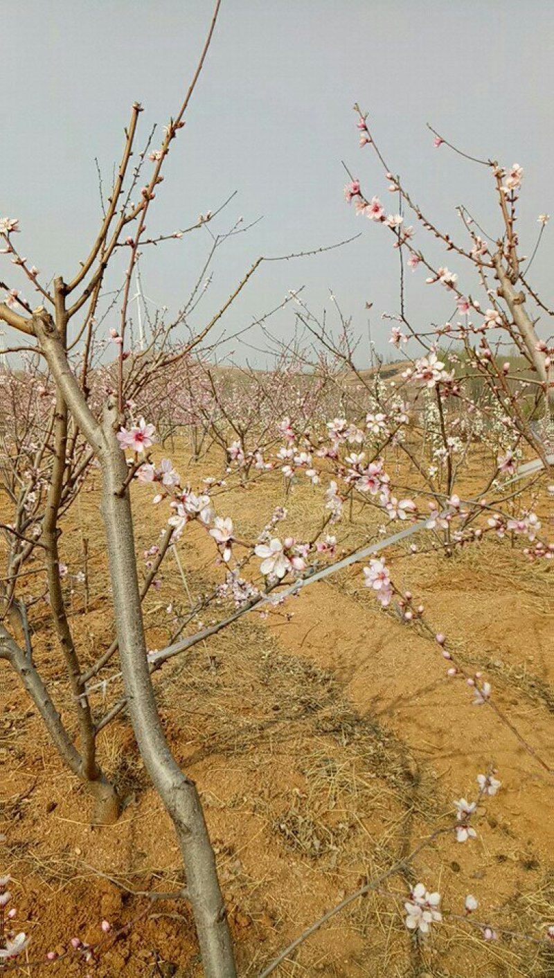 十公分左右桃树