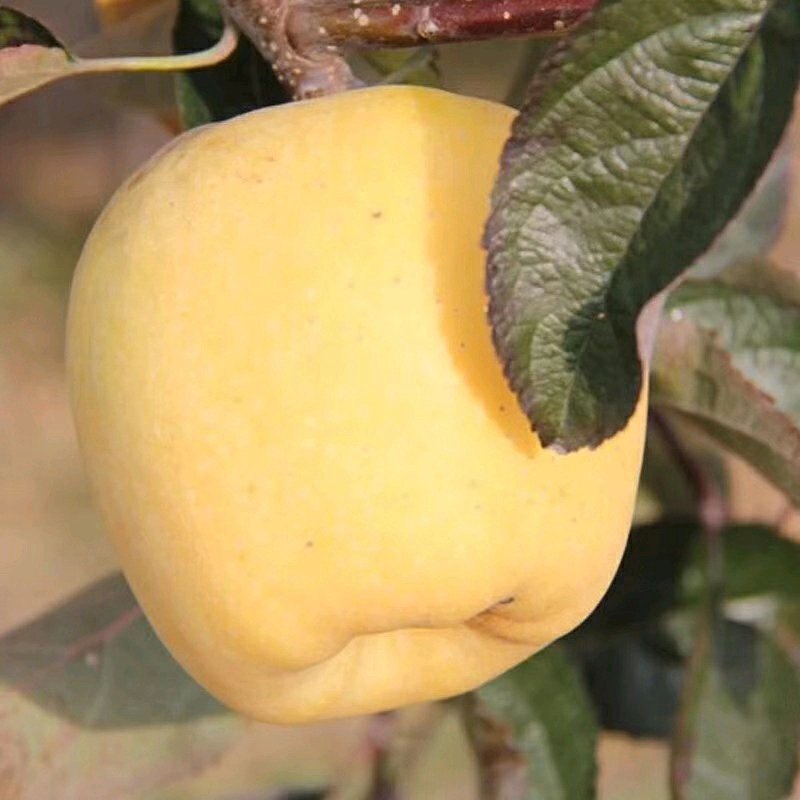 维纳斯苹果苗批发烟富0苹果嫁接树苗大量供应