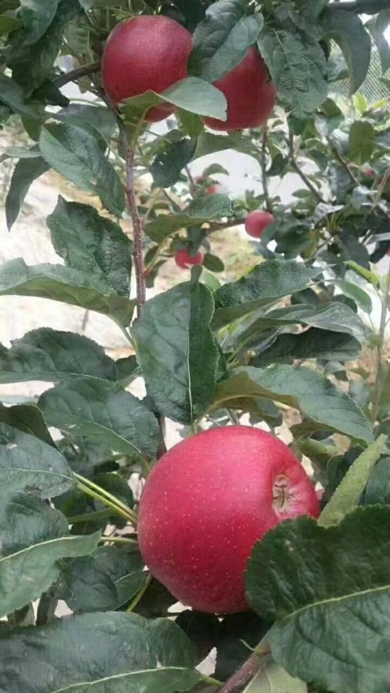 维纳斯苹果苗批发烟富0苹果嫁接树苗大量供应