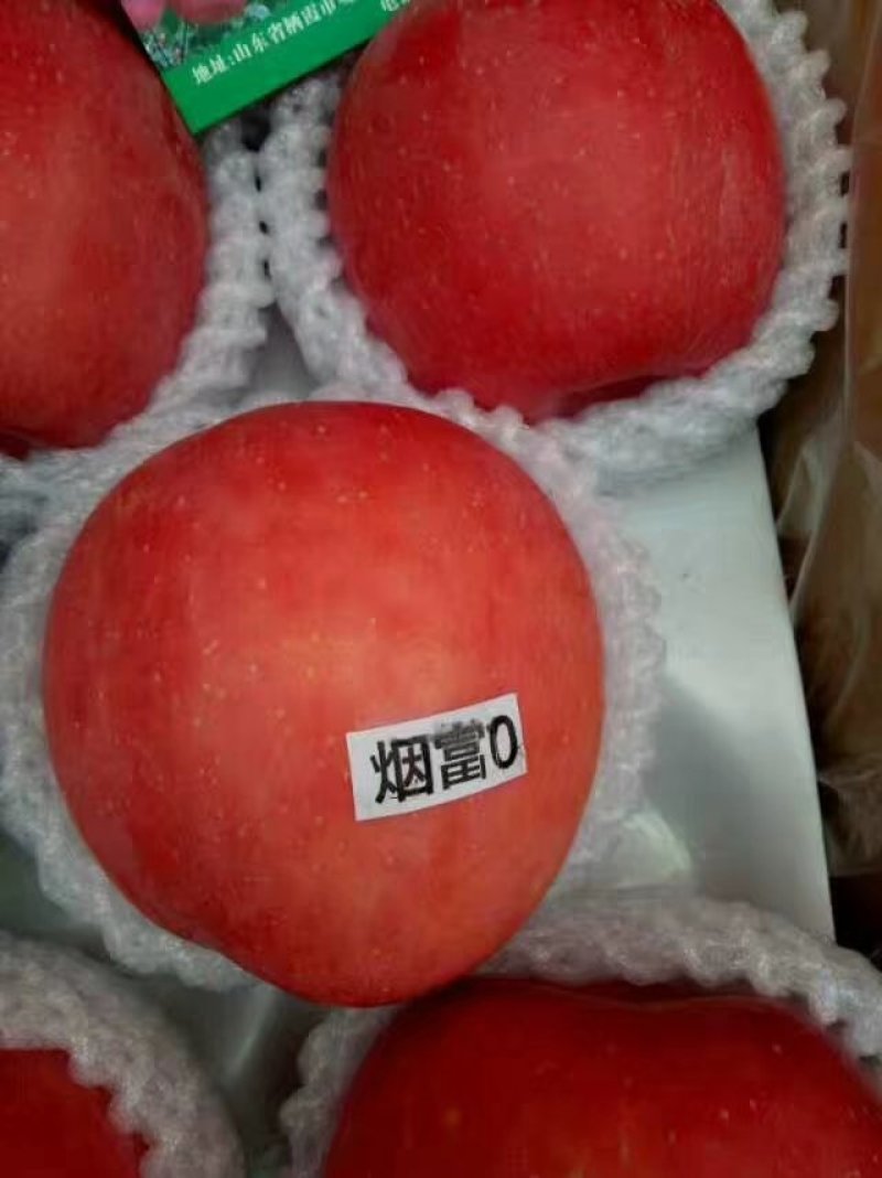 维纳斯苹果苗批发烟富0苹果嫁接树苗大量供应