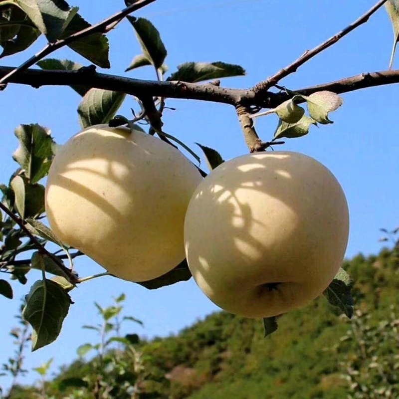 维纳斯苹果苗批发烟富0苹果嫁接树苗大量供应