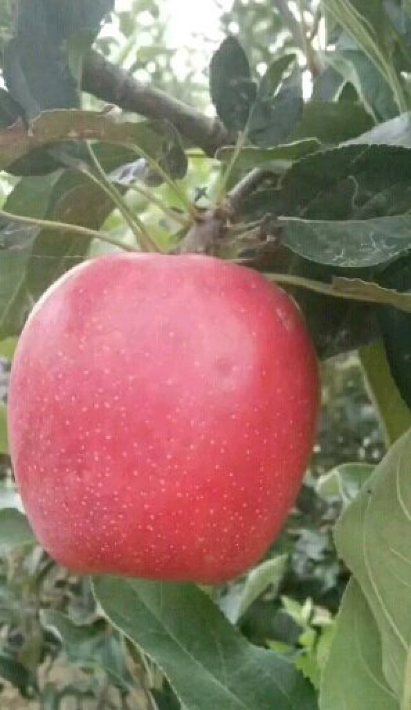 维纳斯苹果苗批发烟富0苹果嫁接树苗大量供应