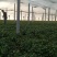 河南红薯苗地瓜苗批发新乡红薯苗原阳红薯苗