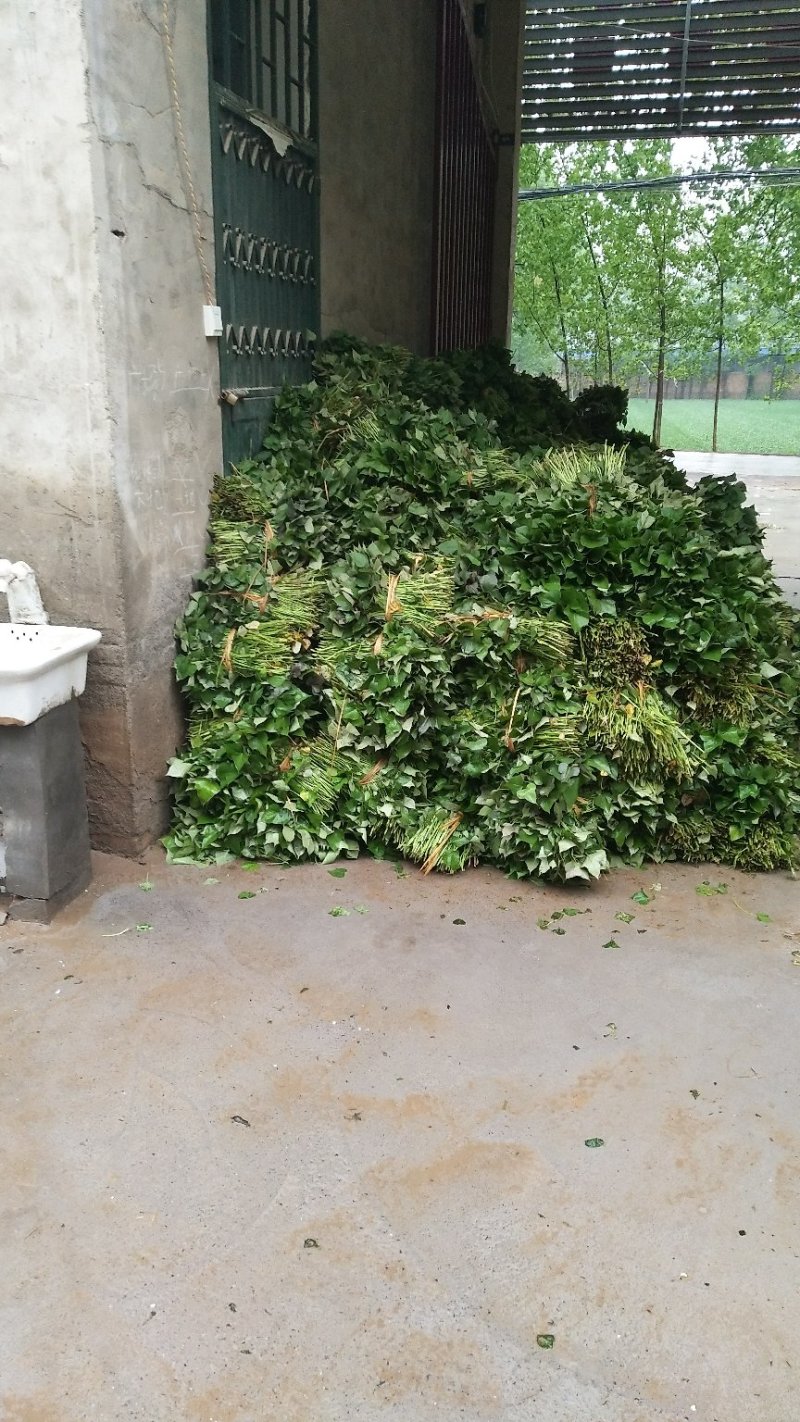 河南红薯苗地瓜苗批发新乡红薯苗原阳红薯苗