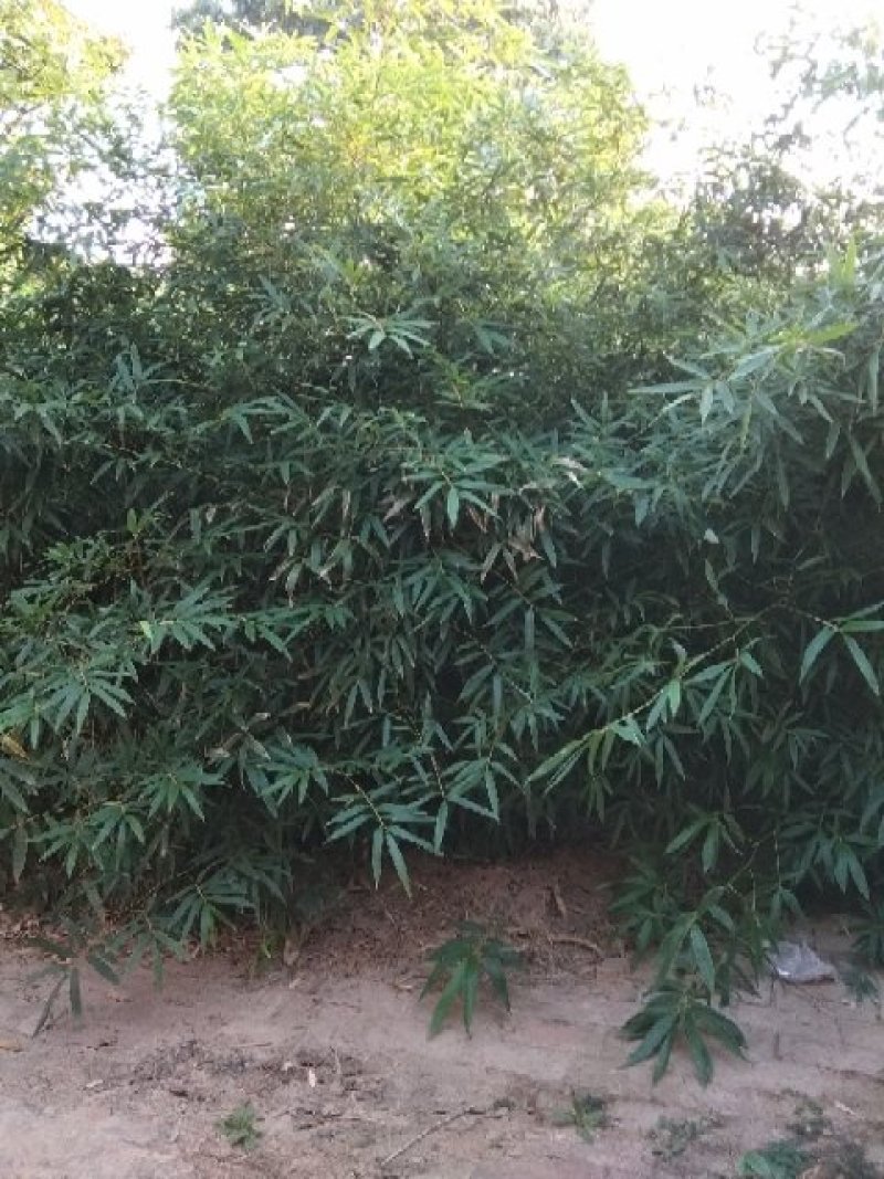 各种规格早园竹