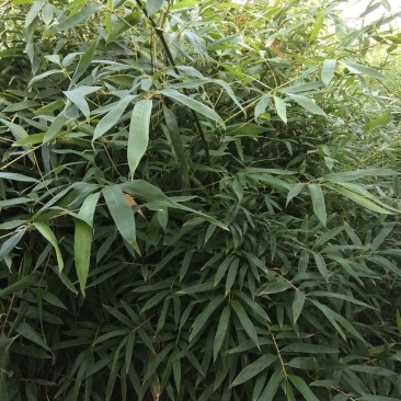 各种规格早园竹
