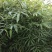 各种规格早园竹