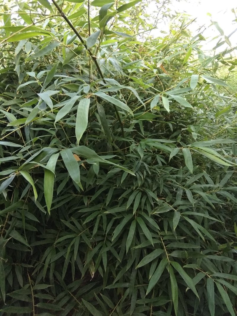 各种规格早园竹