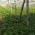 河南红薯苗地瓜苗批发新乡红薯苗原阳红薯苗