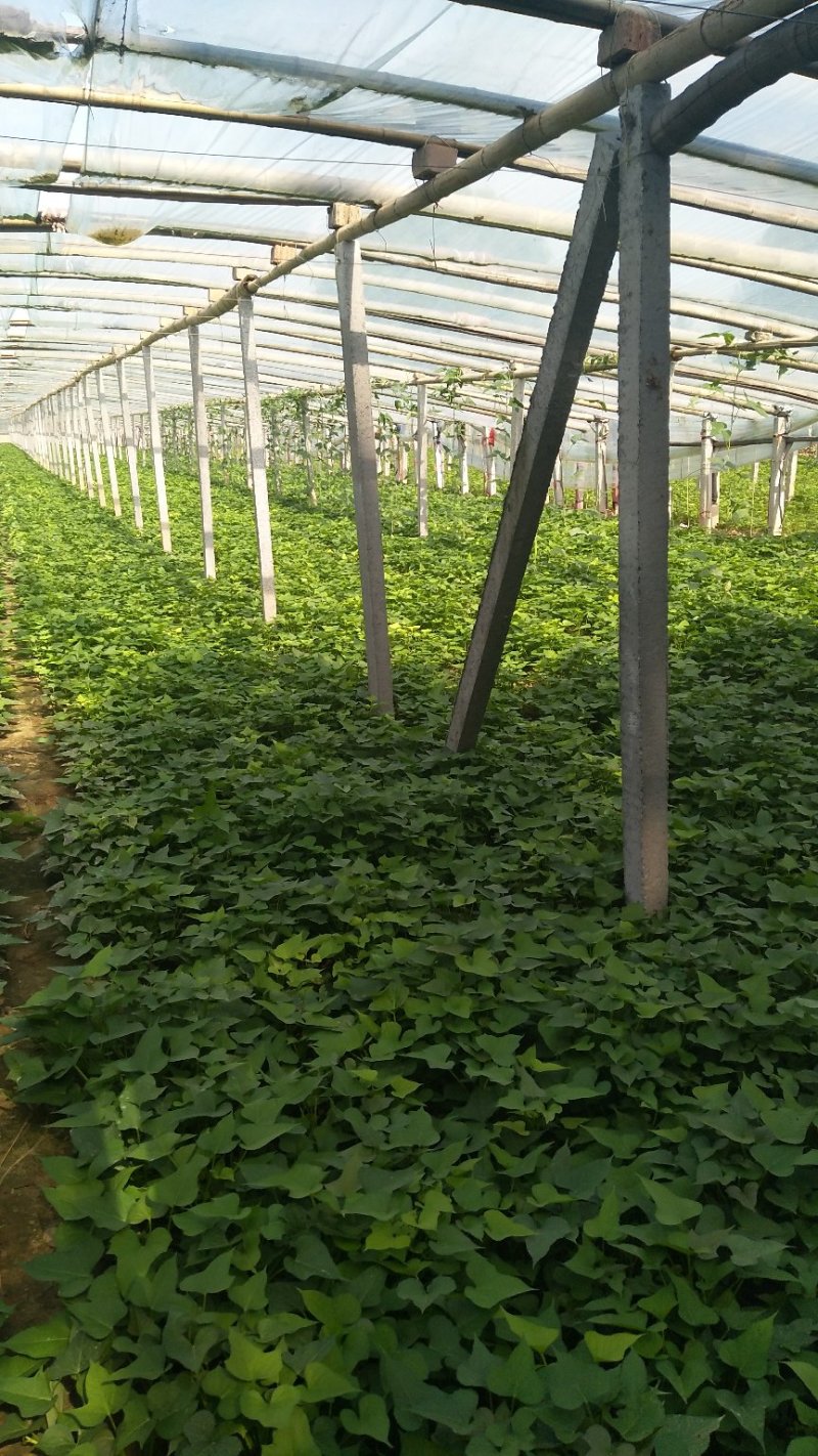 河南红薯苗地瓜苗批发新乡红薯苗原阳红薯苗
