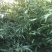 早园竹北方种植四十年