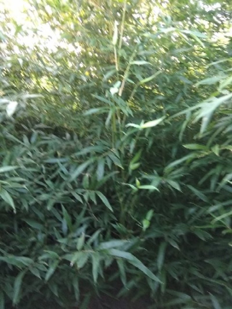 早园竹北方种植四十年