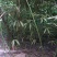 早园竹北方种植四十年