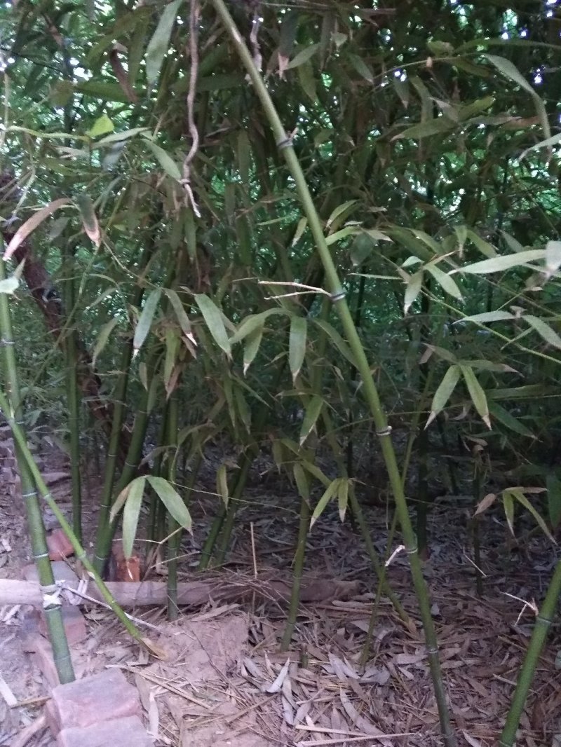 早园竹北方种植四十年