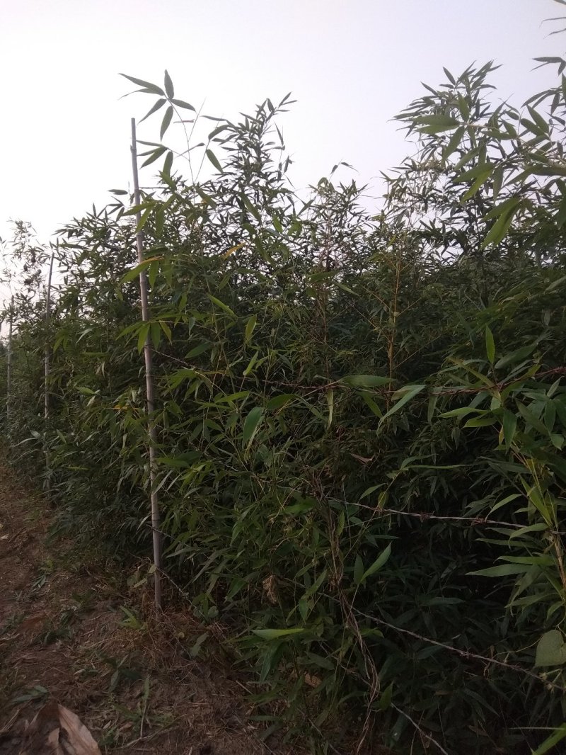 早园竹北方种植四十年