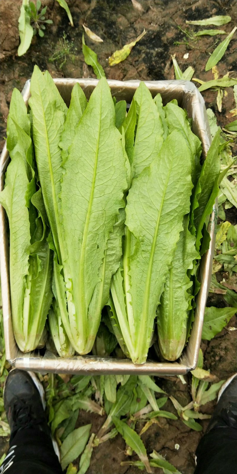 油麦菜精品产地直发