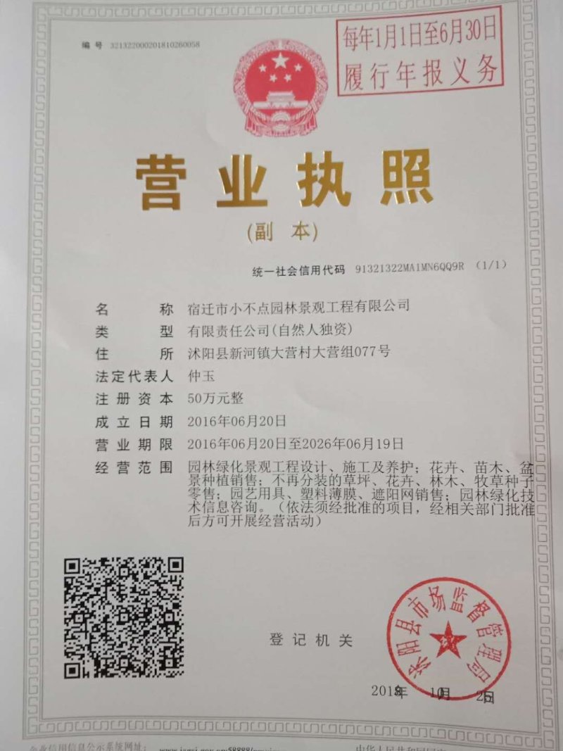 大叶桑树种子四季桑葚果种子农桑14号强桑1号养蚕