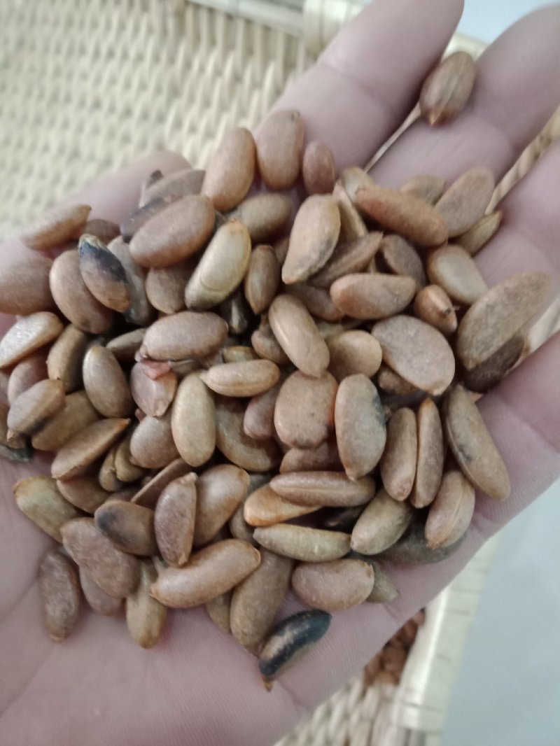 基地直销金弹子种子优质的金弹子种子林木种子成活率高