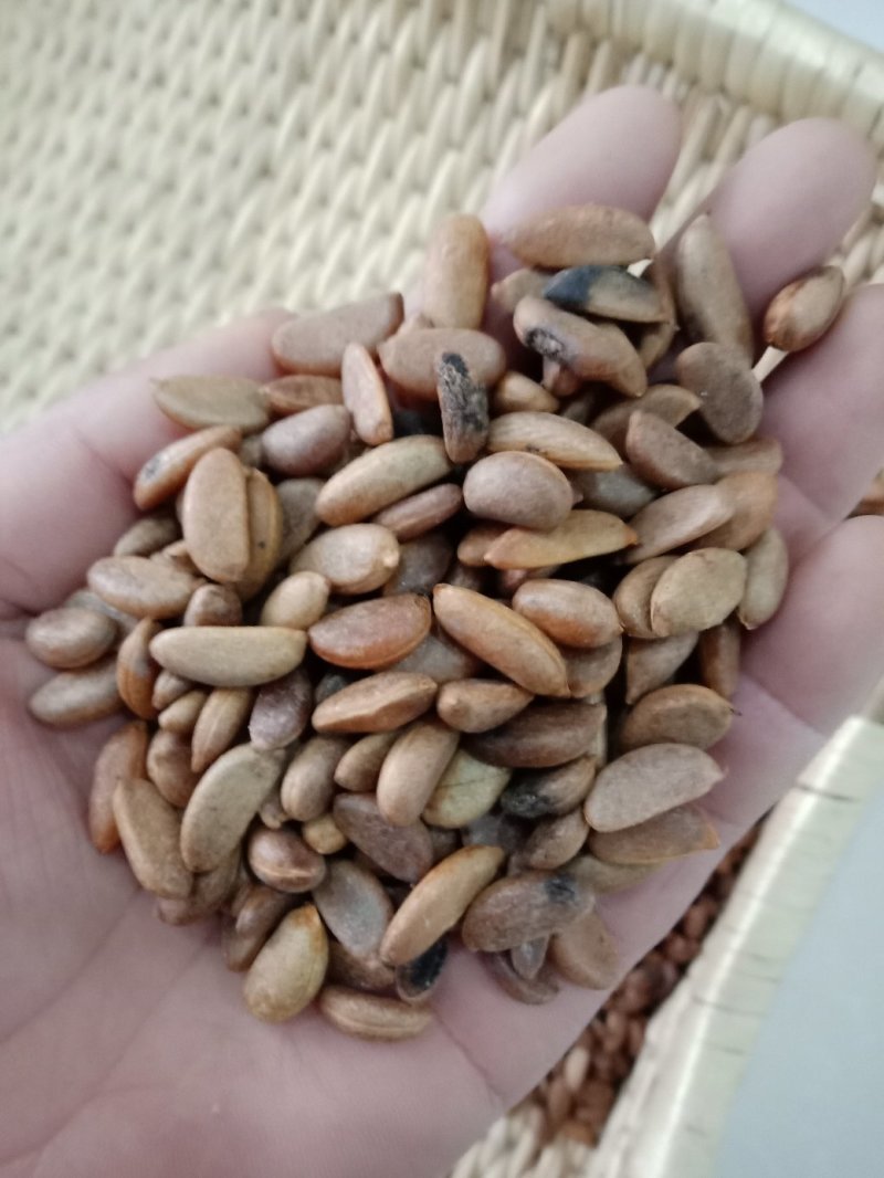 基地直销金弹子种子优质的金弹子种子林木种子成活率高