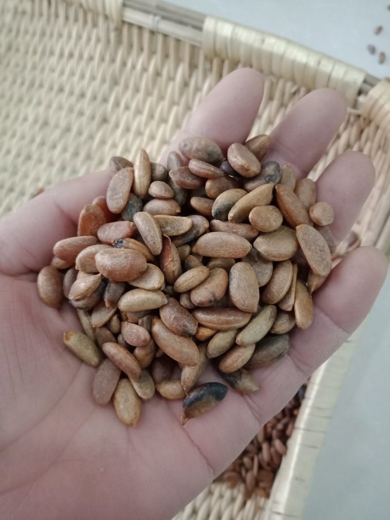 基地直销金弹子种子优质的金弹子种子林木种子成活率高